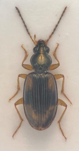 Réf. 328 142 : Bembidion tetracolum